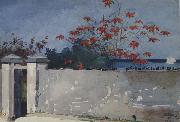 Winslow Homer A Wall,Nassau (mk44) oil